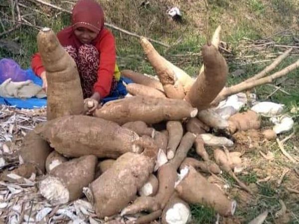 Wow! Ketela Pandemir Ini Bisa Berbobot 5 Kg
