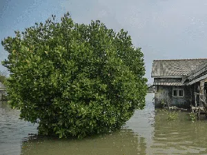 Nyata! Ancaman Abrasi di Pantai Jawa dan Sumatera