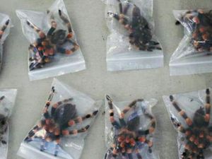 6 Barang Aneh yang Pernah Keciduk Petugas Bandara