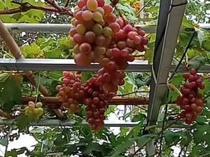 Inspiratif! Kisah Guru SD di Bantul yang Sukses Jadi Petani Anggur Inspiratif! Kisah Guru SD di Bantul yang Sukses Jadi Petani Anggur
