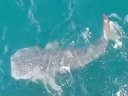 Mengapa Hiu Tutul Menepi ke Perairan Pantai Paciran Lamongan?