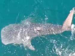 Banyak Hiu Tutul Menepi ke Perairan Pantai Paciran Lamongan