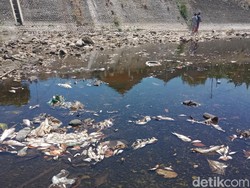 Polisi Cek Ribuan Ikan Mati Mendadak di Anak Bengawan Solo Klaten