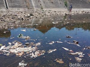 Polisi Cek Ribuan Ikan Mati Mendadak di Anak Bengawan Solo Klaten Polisi Cek Ribuan Ikan Mati Mendadak di Anak Bengawan Solo Klaten