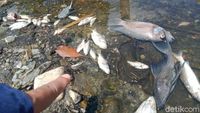 Ini Biang Kerok Ribuan Ikan di Anak Sungai Bengawan Solo Klaten Mati
