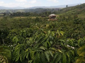 Punya Nilai Tambah, Petani Kopi Semendo Beralih Kembangkan Arabika Punya Nilai Tambah, Petani Kopi Semendo Beralih Kembangkan Arabika