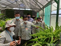 Bidik Pasar Eropa, Kementan Genjot Produksi-Pengembangan Tanaman Hias