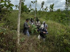 Operator Tambang Emas Banyuwangi Kembali Serahkan Lahan Kompensasi ke KLHK Operator Tambang Emas Banyuwangi Kembali Serahkan Lahan Kompensasi ke KLHK