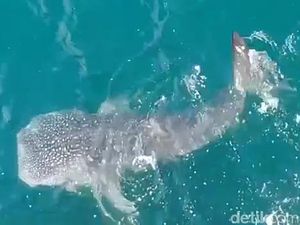 Video Penampakan Hiu Tutul Menepi ke Perairan Pantai Paciran