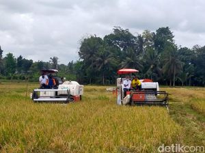 Ikut Program Makmur, Petani di Banyuwangi Semringah Panennya Berlimpah Ikut Program Makmur, Petani di Banyuwangi Semringah Panennya Berlimpah