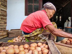 PPP Sebut Butuh Langkah Konkret Selamatkan Peternak Ayam Petelur