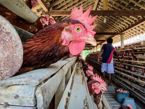 Usai Bertemu Jokowi, Peternak Minta Ayam Masuk Program Bansos