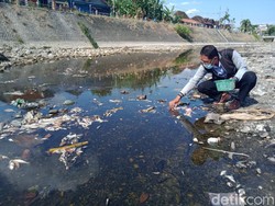 Heboh Ribuan Ikan Mati Mendadak di Anak Sungai Bengawan Solo Klaten