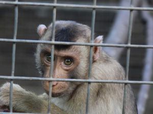 Ribuan Konten Penyiksaan Binatang di Media Sosial yang Meraih Keuntungan Berasal dari RI