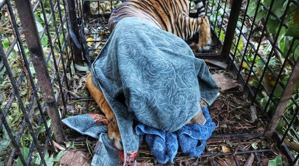 Potret Harimau Diduga Terkam Remaja Riau saat Masuk Perangkap BKSDA