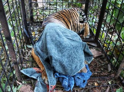 Potret Harimau Diduga Terkam Remaja Riau saat Masuk Perangkap BKSDA