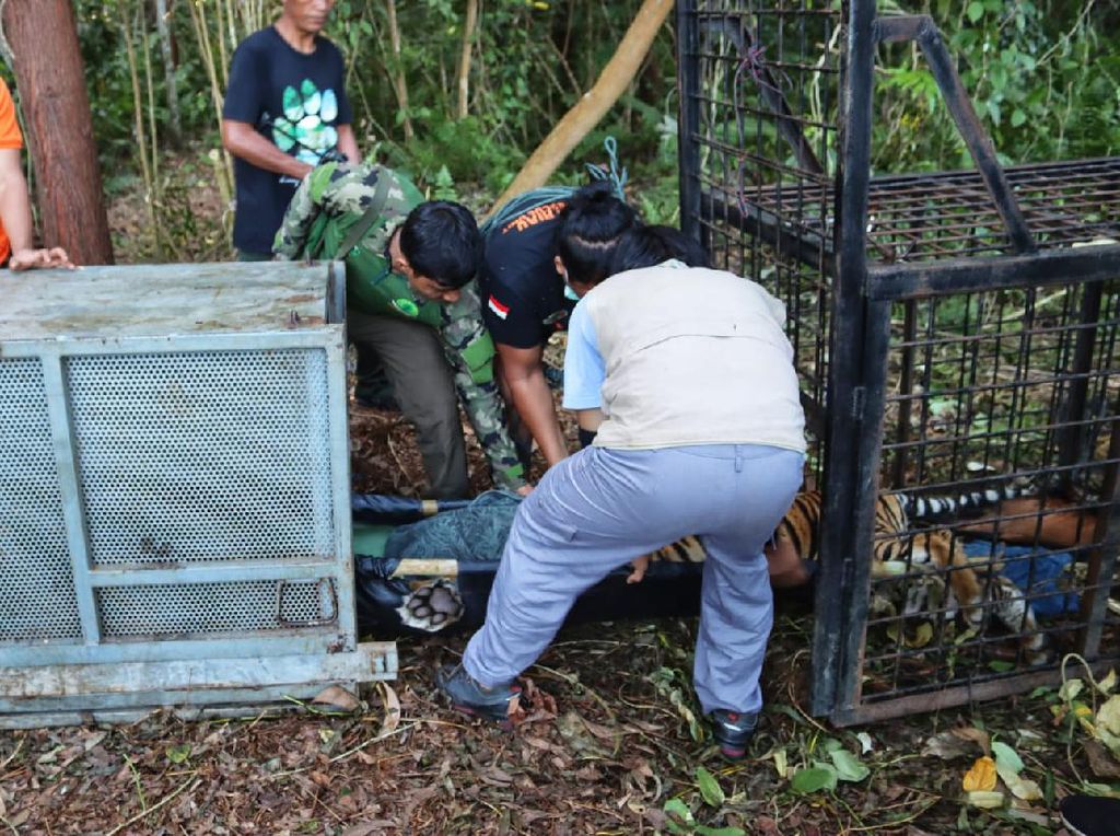 Harimau Diduga Terkam Remaja di Riau Masuk Perangkap BKSDA