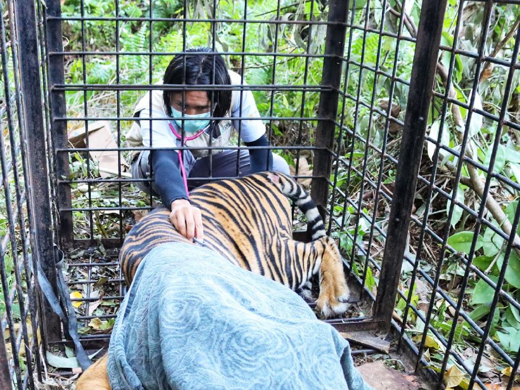 Harimau yang Diduga Terkam Warga Riau Masuk Perangkap BKSDA Harimau yang Diduga Terkam Warga Riau Masuk Perangkap BKSDA