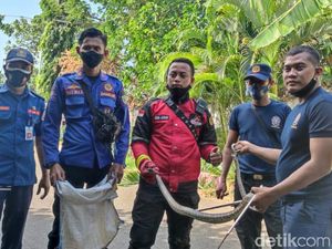 Petugas Damkar Tangkap Kobra Peneror Atlet Probolinggo