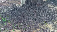 Potret Lokasi Burung-burung Pipit Berjatuhan Misterius di Bali
