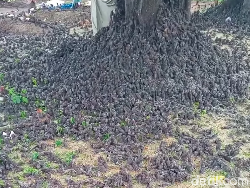 BKSDA Bali Sebut Fenomena Burung Berjatuhan Juga Pernah Ada di Sukabumi