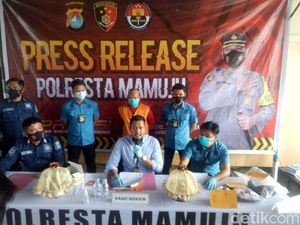 Jerat Babi Bikin Warga Tewas, Pria di Sulbar Jadi Tersangka