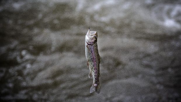 Wisata Mancing di Pedalaman Kenya 60-year-old fishing guide John Ngaii Moses pulls a rainbow trout out of the water while fly-fishing in the Githugi river in Mathioya Constituency, Muranga County, Kenya on August 19, 2021. - Kenya plays a key role in the global world of sport fishing as one of the worlds biggest suppliers of fishing flies for global fly fishers with a growing number of fishing fly factories and small workshops all over the country. At the turn of the 19th century, Rainbow and Brown Trout were introduced to many of Kenyas mountain streams. Kenya has a long history of fly fishing deeply connected with its colonial past. Kenya Fly Fishers Club (KFFC) began life as the Kenya Angling Association in 1919 becoming the oldest fishing club in Africa.Nowadays, Kenya is a growing destination for tourists wanting to fish trout in its extensive network of rivers and lakes. Also, a growing number of Kenyan individuals and businesses are developing interest in the sport while trying to extricate fly fishing from its colonial past and playing a role in conservation of Kenyans streams through repopulation of the rivers with fish and other environment programs. (Photo by LUIS TATO / AFP)