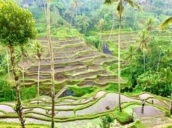 Secangkir Kopi dan Hijau Pemandangan Tegallalang, Perpaduan Pas!