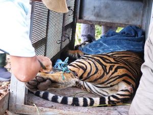 Kondisi Harimau Penerkam Remaja di Siak: Kaki Luka Jerat-Hampir Busuk