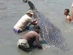 Hiu Tutul 3 Jam Terdampar di Pantai Lamongan Sebelum Diselamatkan Nelayan