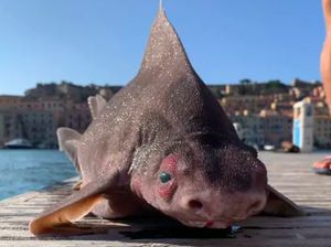 5 Ikan Berwujud Paling Aneh, Ada dari Indonesia 5 Ikan Berwujud Paling Aneh, Ada dari Indonesia
