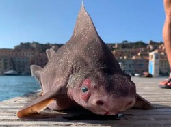 Viral Hiu Bermuka Babi Bikin Pelaut Kaget