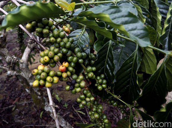 Kopi Semendo Siap Jadi Primadona Baru Kopi Nusantara