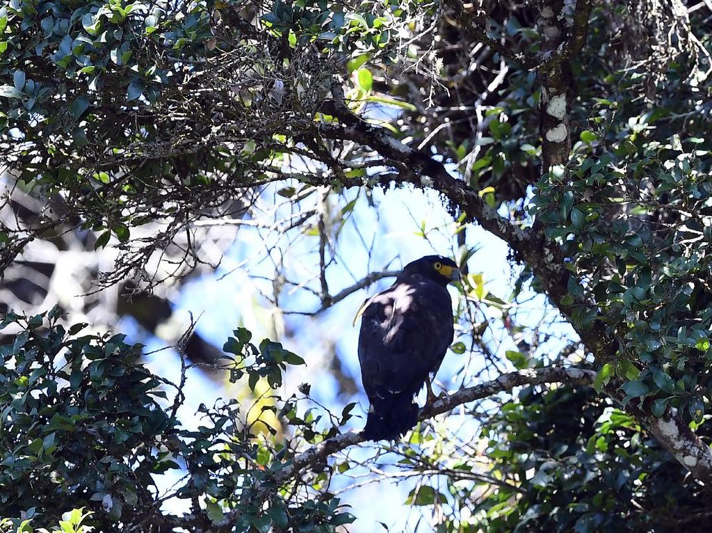 Momen Burung Endemik di Merapi-Merbabu Dilepasliarkan Momen Burung Endemik di Merapi-Merbabu Dilepasliarkan