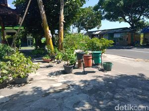 Waspada! Maling Bermobil Gasak Tanaman Hias Gentayangan di Klaten Waspada! Maling Bermobil Gasak Tanaman Hias Gentayangan di Klaten