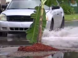Protes Jalan Rusak Tak Diperbaiki, Warga Tanam Pohon Pisang di Tengah Jalan