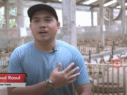 Pulang Kampung, Pria Ini Sukses Jadi Peternak Bebek yang Jual 200 Ribu Butir Telur Sebulan