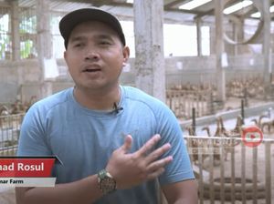 Pulang Kampung, Pria Ini Sukses Jadi Peternak Bebek yang Jual 200 Ribu Butir Telur Sebulan Pulang Kampung, Pria Ini Sukses Jadi Peternak Bebek yang Jual 200 Ribu Butir Telur Sebulan