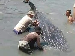 Marak Mamalia Laut Bermunculan di Perairan Jatim, BMKG Sebut Suhu Air Hangat