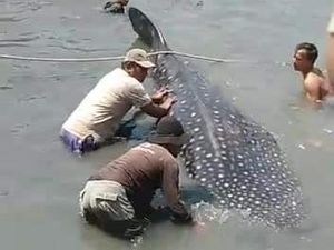 Marak Mamalia Laut Bermunculan di Perairan Jatim, BMKG Sebut Suhu Air Hangat Marak Mamalia Laut Bermunculan di Perairan Jatim, BMKG Sebut Suhu Air Hangat