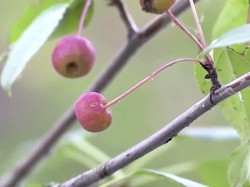 Unik Banget! Apel Sebesar Mutiara Ini Tumbuh di Cuaca Dingin Ekstrem