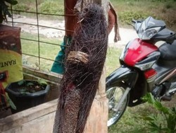 Heboh Penemuan Dua Benda Mirip Jenglot Di Sumut