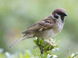 Asal-usul Nama Burung Gereja, Berkaitan dengan Masa Kolonial Belanda