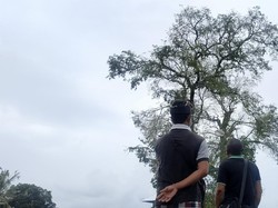 Analisa Ilmiah di Balik Misteri Burung Pipit Berjatuhan di Bali