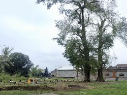 Ini Lokasi Burung Pipit Berjatuhan di Bali