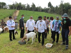 Mentan Sebut Kaltara Punya Potensi Penuhi Ekspor Cempe Kambing Boer