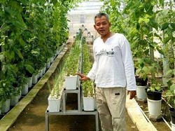 Daun Kelor Sering Dianggap Mistis, Pengusaha Ini Justru Raup Omzet Miliaran!