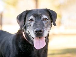 Hewan Tetangga Buang Kotoran di Depan Pagar Rumah Saya, Bagaimana Hukumnya?