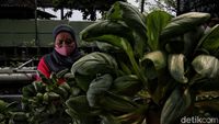 Seru Banget! Kelompok Tani di Sunter Panen Sawi Organik