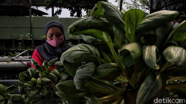 Seru Banget! Kelompok Tani di Sunter Panen Sawi Organik